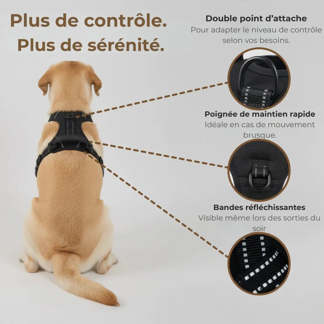 CANÉO– Harnais Anti-Traction pour des Promenades Plus Sereines