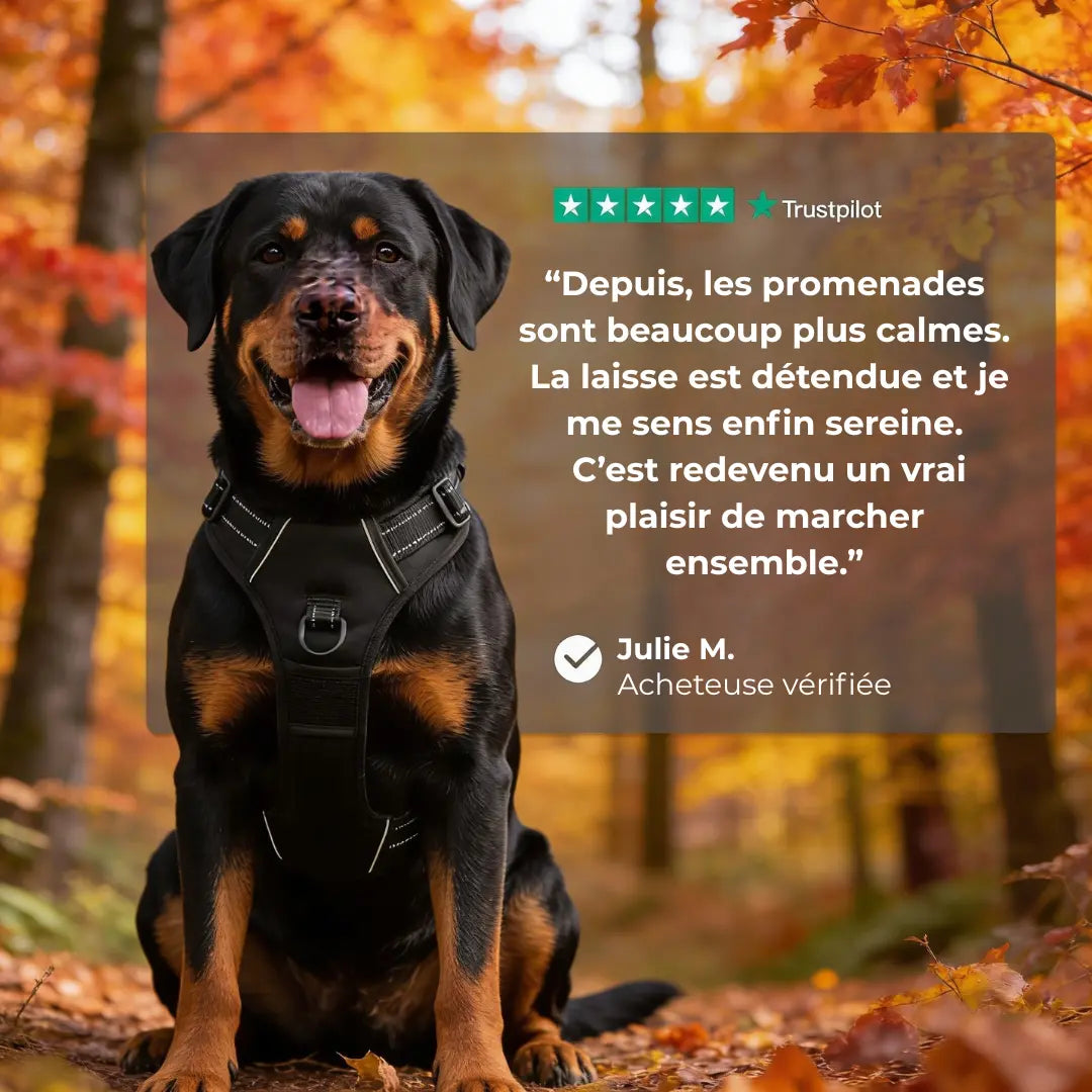 CANÉO– Harnais Anti-Traction pour des Promenades Plus Sereines