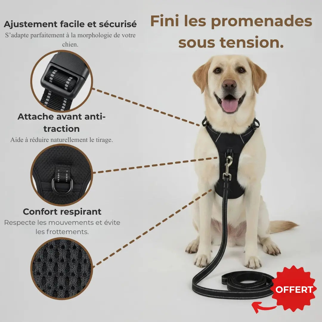 CANÉO– Harnais Anti-Traction pour des Promenades Plus Sereines