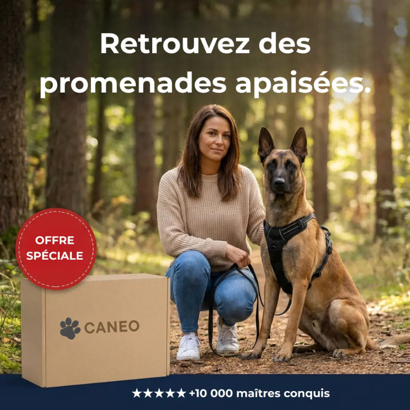 CANÉO– Harnais Anti-Traction pour des Promenades Plus Sereines